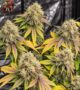 Afghan Skunk Cannabis Samen
