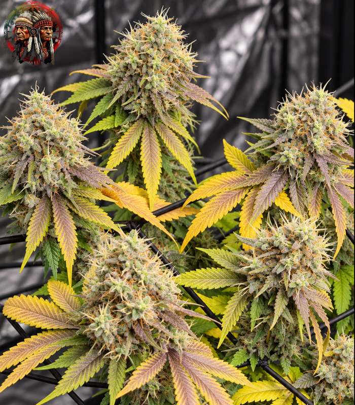 Afghan Skunk Cannabis Samen