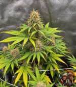Afghan Skunk Cannabis Samen