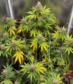 Afghan Skunk Cannabis Samen