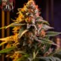 Amnesia Haze Feminisierte Cannabissamen