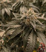 Bubba Kush Cannabis Samen