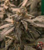 Bubba Kush Cannabis Seeds