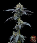 David 420 Feminisierte Cannabis Samen