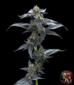 David 420 Cannabis Samen