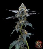 David 420 Cannabis Samen