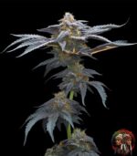 David 420 Cannabis Samen