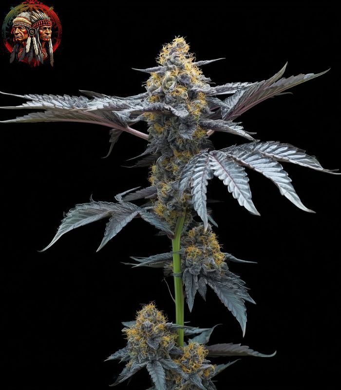 David 420 Feminisierte Cannabis Samen