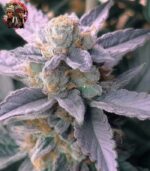 Do si Dos Auto Cannabis Samen