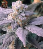 Do si Dos Auto Cannabis Strains