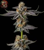 Gelato Cannabis Samen