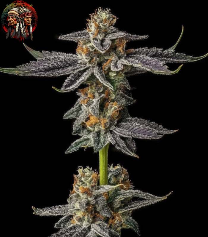 Gelato Cannabis Samen