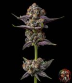 Gelato Cannabis Samen