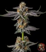 Gelato Cannabis Samen