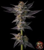 Gelato Cannabis Samen