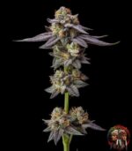 Gelato Cannabis Strains