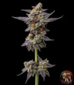 Gelato Cannabis Strains