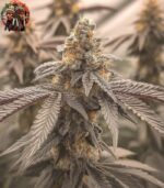 Gorilla Glue #4 Feminisierte Cannabis Samen