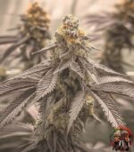 Gorilla Glue #4 Cannabis Strains