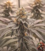 Gorilla Glue #4 Cannabis Strains