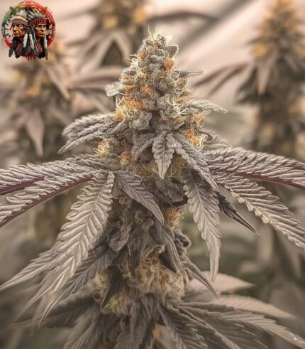 Gorilla Glue #4 Feminisierte Cannabis Samen