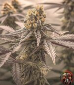 Gorilla Glue #4 Cannabis Strains