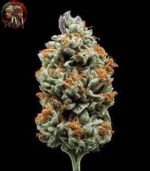 Jack Herer Autoflower Strains