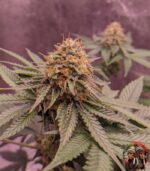 Jack Herer Autoflower Strains