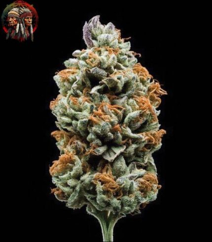 Jack Herer Autoflower Strains