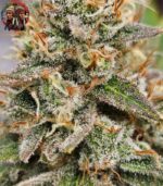 Jack Herer Cannabis Strains