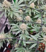Jack Herer Cannabis Strains