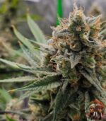 Jack Herer Cannabis Strains