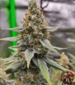 Jack Herer Feminisiert