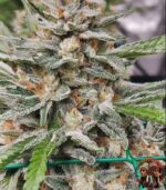 Jack Herer Cannabis Strains