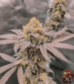 Jack Herer Autoflower Strains