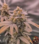 Jack Herer Autoflower Strains
