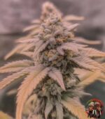 Jack Herer Autoflower Strains