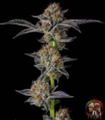 Kleine Löwe Cannabis Samen