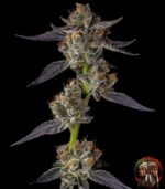 Kleine Löwe Cannabis Samen