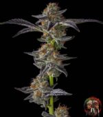 Kleine Löwe Cannabis Seeds