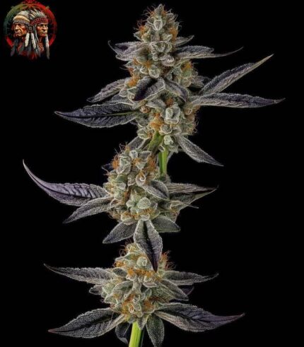 Kleine Löwe Cannabis Strains