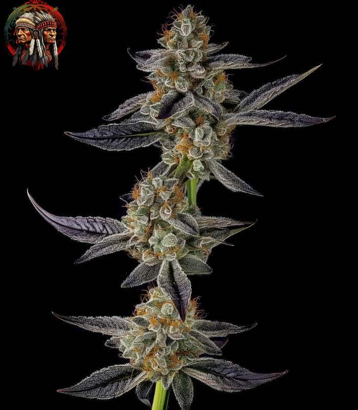 Kleine Löwe Cannabis Strains