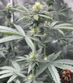 Lemon Haze Cannabis Samen