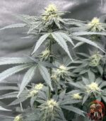 Lemon Haze Cannabis Strains