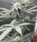 Lemon Haze Cannabis Strains