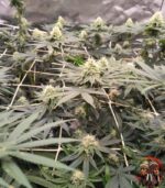 Lemon Haze Cannabis Strains