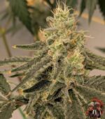 Northern Lights Autoflower