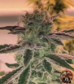 Northern Lights Autoflower