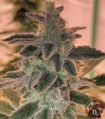 Northern Lights Autoflower