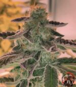 Northern Lights Autoflower